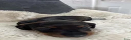 Dachshund dogs for sale: Dachshund puppies for sale  - Advert 18