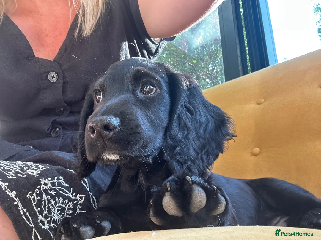 Cocker Spaniel dogs for sale: Ready to leave now - Advert 2