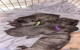 French Bulldog dogs for sale: Fench bulldog - Image 1