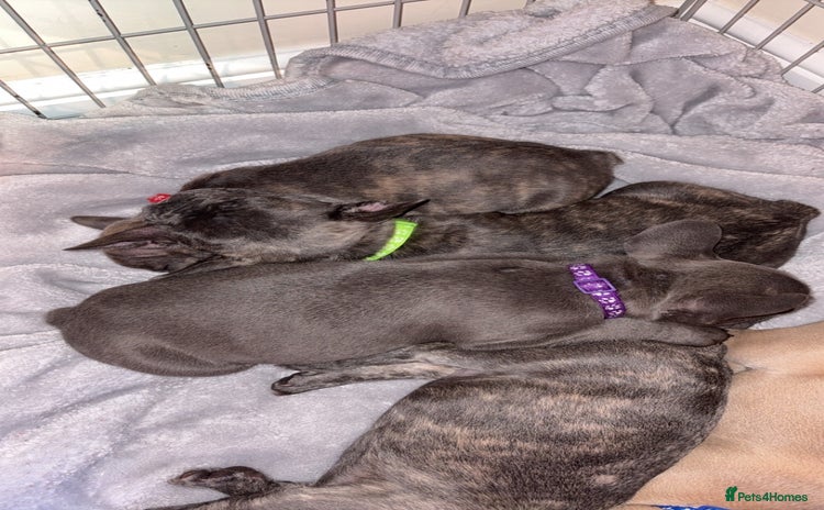 French Bulldog dogs - Advert 1