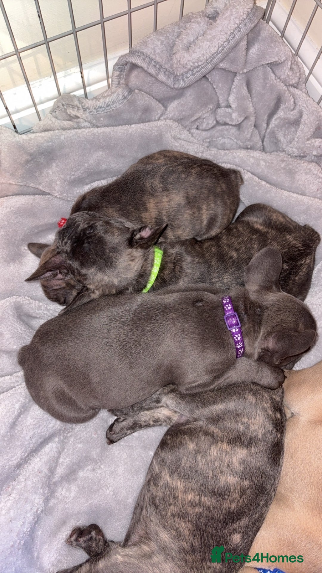 French Bulldog dogs for sale: Fench bulldog - Image 1