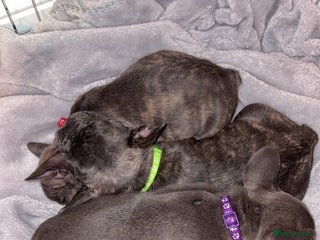 French Bulldog dogs - Advert 11