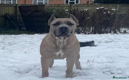 Cane Corso dogs for sale: 19 week male cane corso  - Image 2