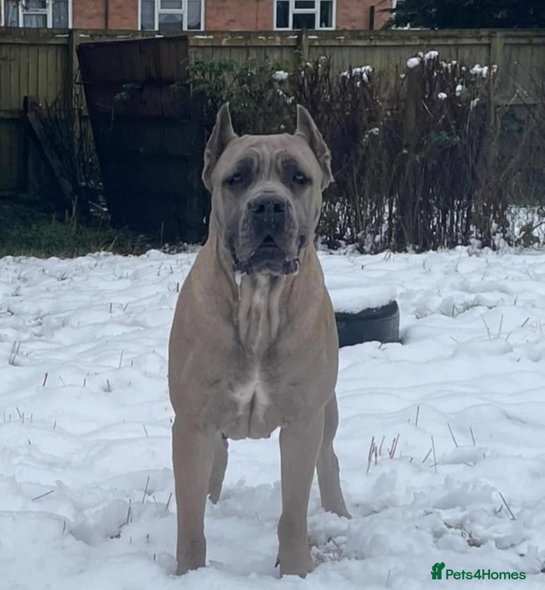 Cane Corso dogs for sale: 19 week male cane corso  - Image 2