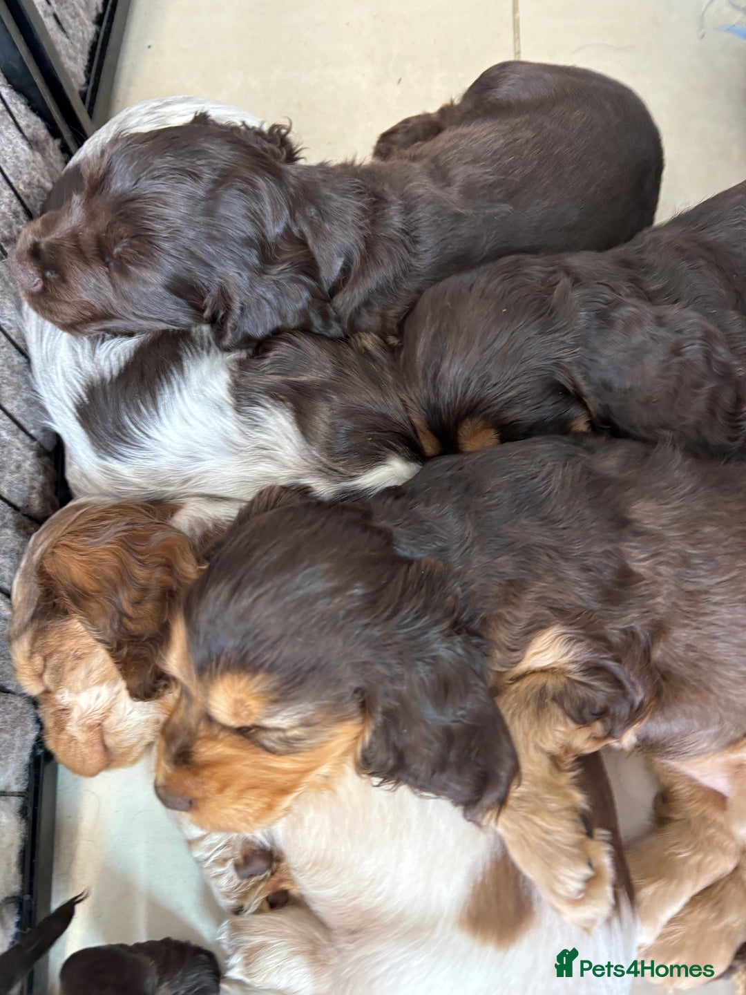 Cocker Spaniel dogs for sale: beautiful KC show cocker spaniel puppies  - Image 12