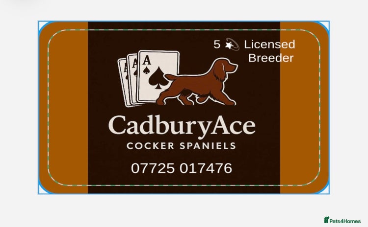 Cocker Spaniel dogs - Advert 12