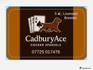 Cocker Spaniel dogs - Advert 4