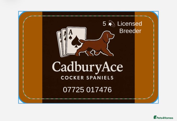 Cocker Spaniel dogs - Advert 3