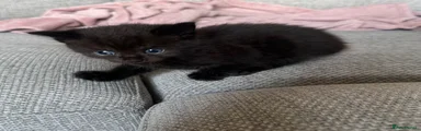 British Shorthair 3