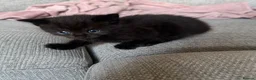 British Shorthair cats for sale: 6 adorable kittens - Advert 8