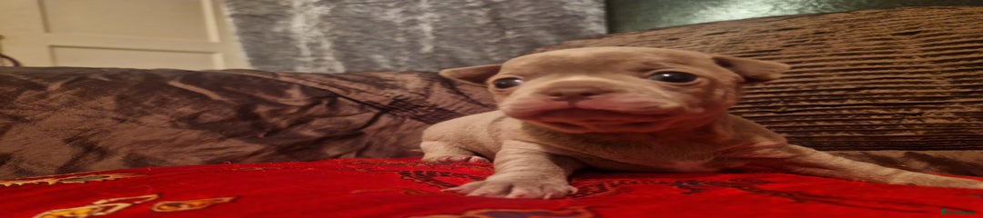 Chihuahua Puppy 1