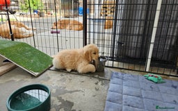 Golden Retriever dogs for sale: Golden retriever pups 5 girls and 4 boy available - Image 15