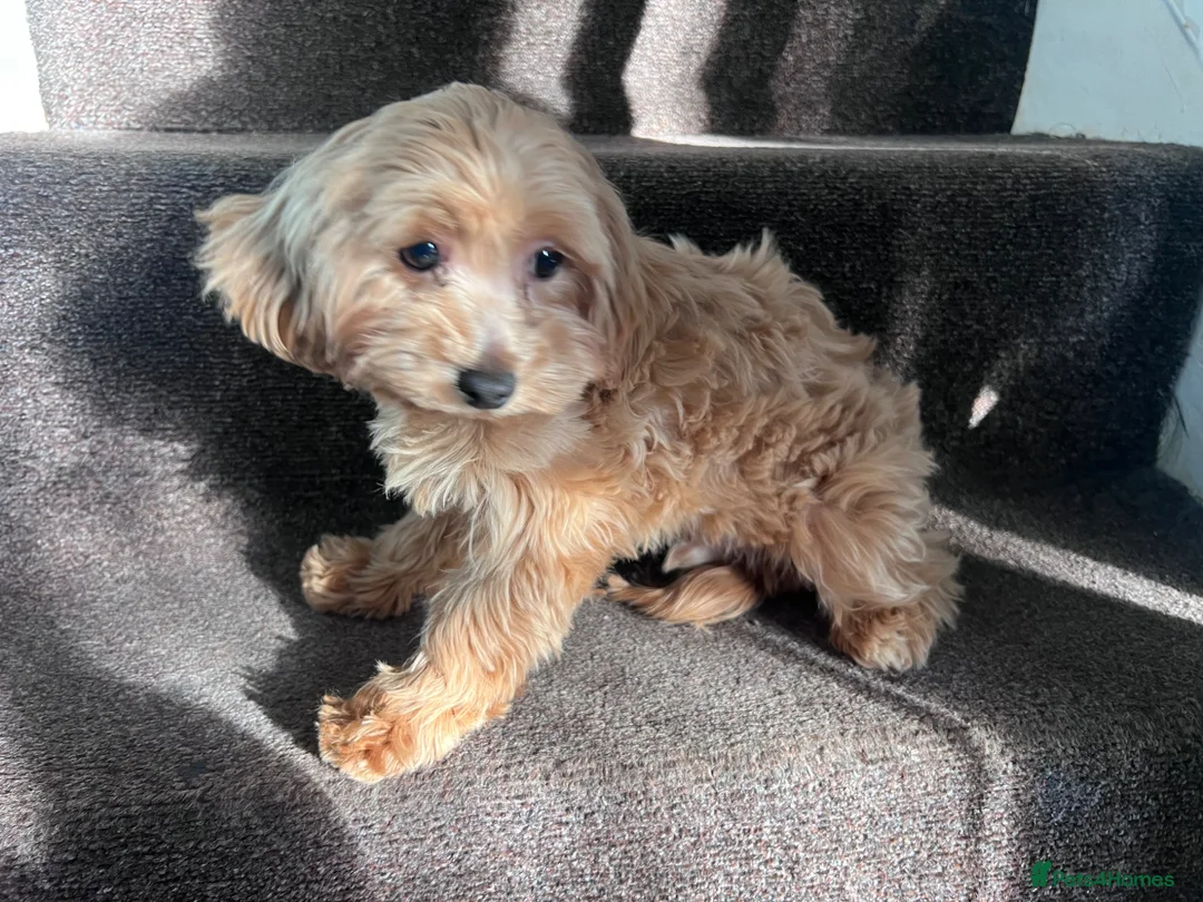 Maltipoo dogs for sale: Maltipoo in Glasgow - Advert 7