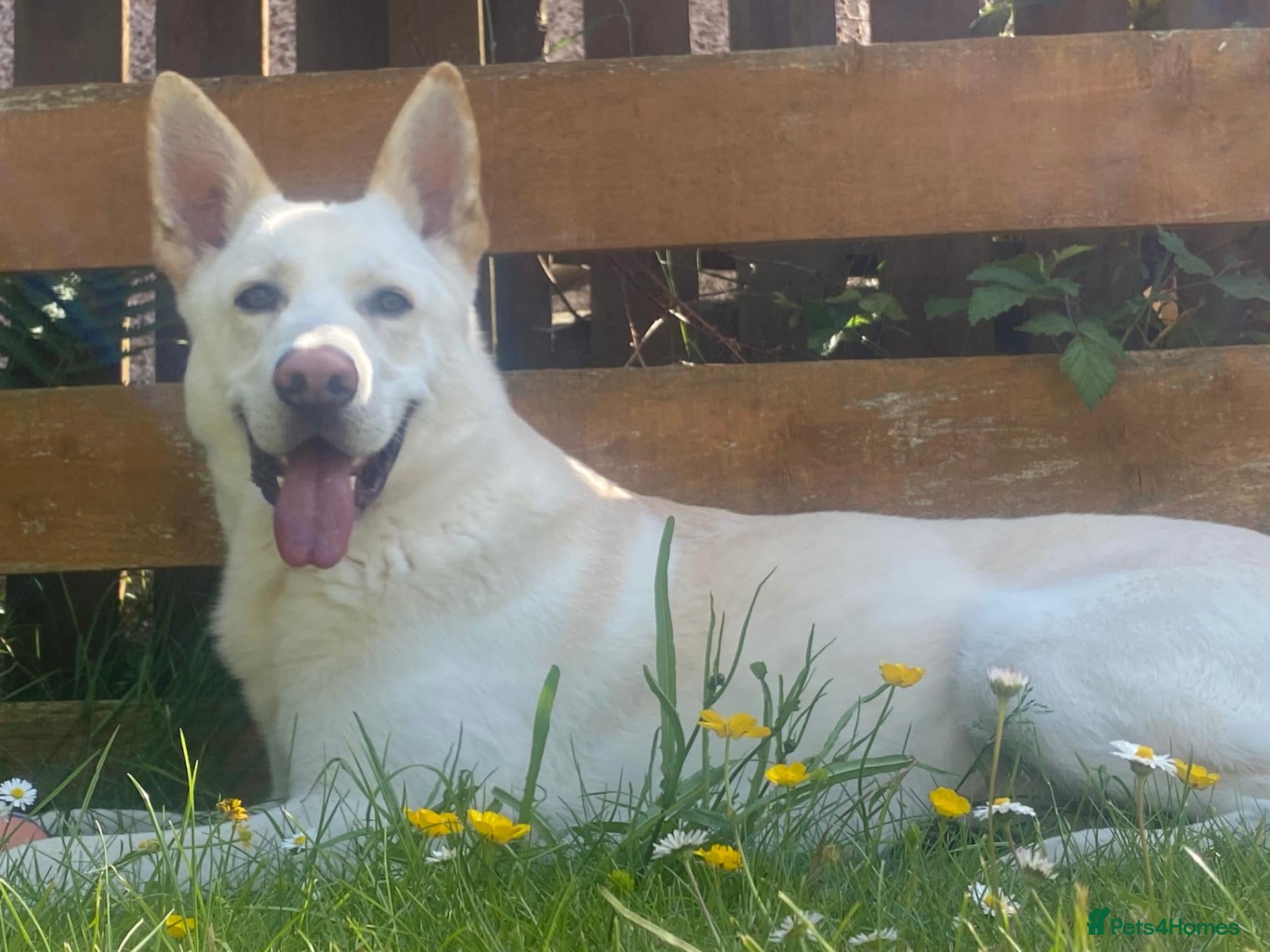 German Shepherd dogs White German Shepherd Dog 6 Years Old - Advert 1