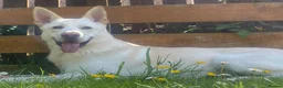 German Shepherd dogs for sale: White German Shepherd Dog 6 Years Old - Advert 1