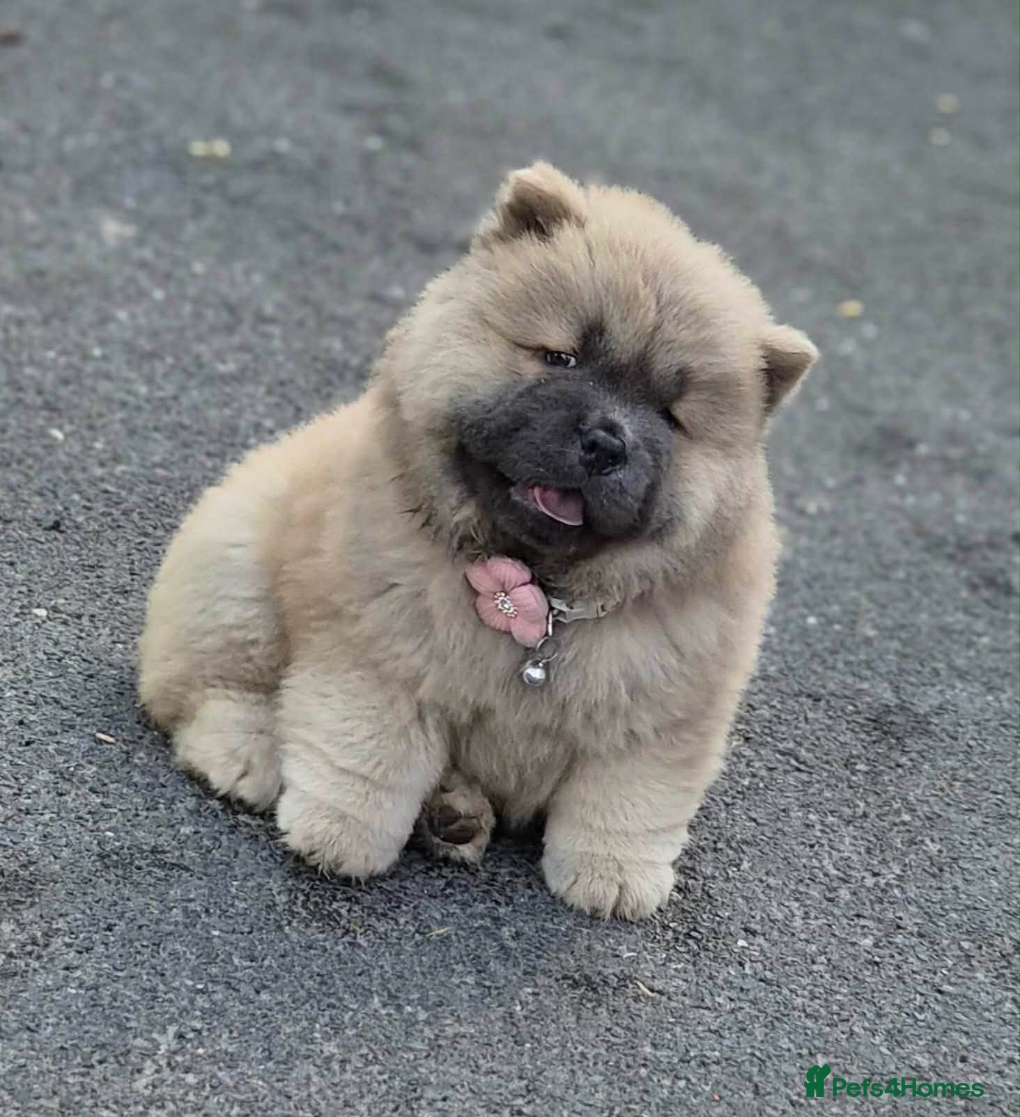 Chow Chow dogs 🧸🐾 Chow Chow puppies ready now🐾🧸 - Advert 1