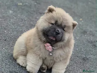 Chow Chow dogs 🧸🐾 Chow Chow puppies ready now🐾🧸 - Advert 1