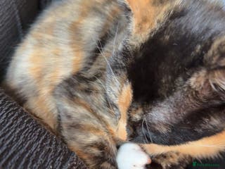 Mixed Breed cats Socks - Advert 1