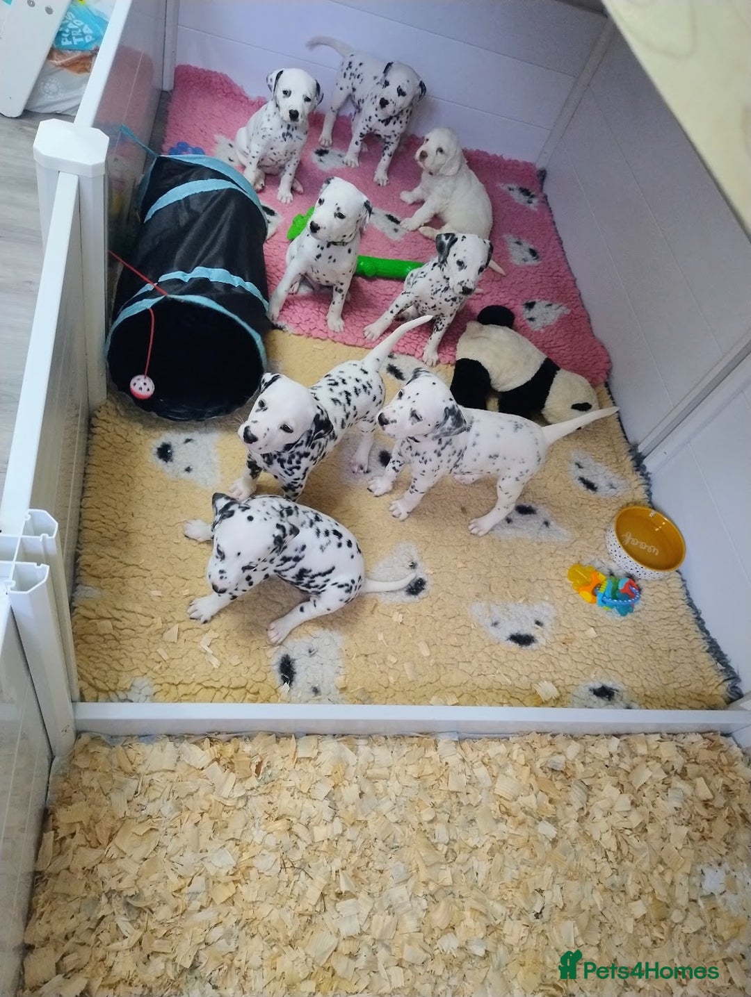 Dalmatian dogs for sale: Show Line LUA KC Dalmatian Puppies - Licensed - Advert 10