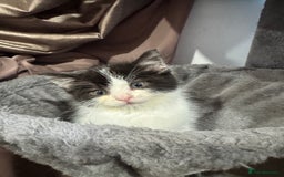 Mixed Breed cats for sale: Mixed breed two kittens  - Image 11