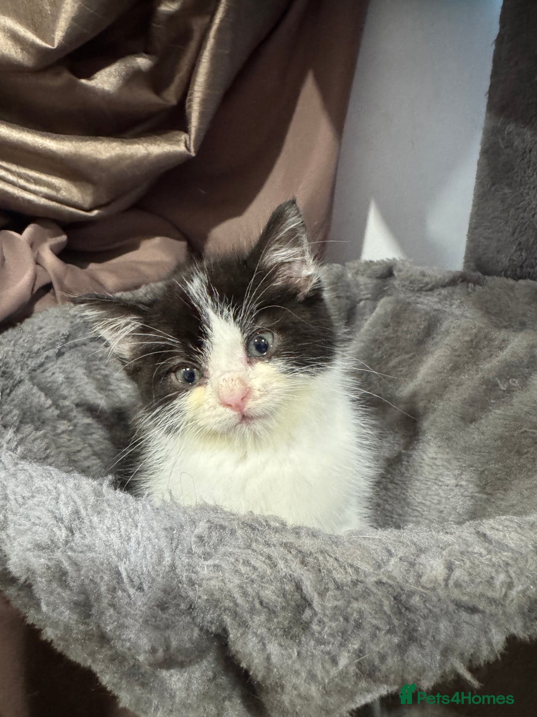 Mixed Breed cats for sale: Mixed breed two kittens  - Image 11