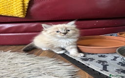 Ragdoll cats for sale: Ragdoll kittens - Image 16