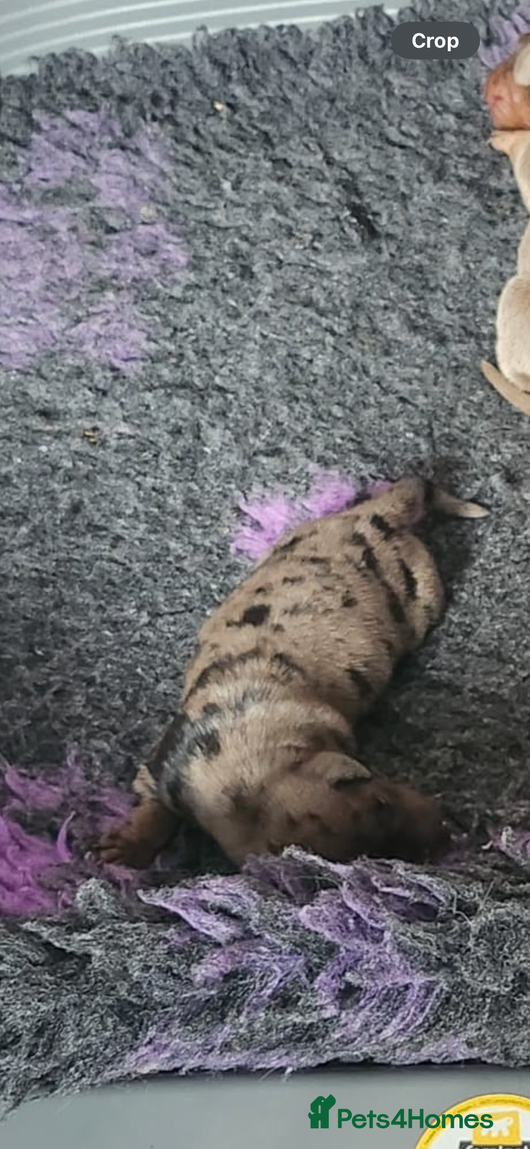 Miniature Dachshund dogs for sale: Stunning KC reg miniature dachshund - Image 7