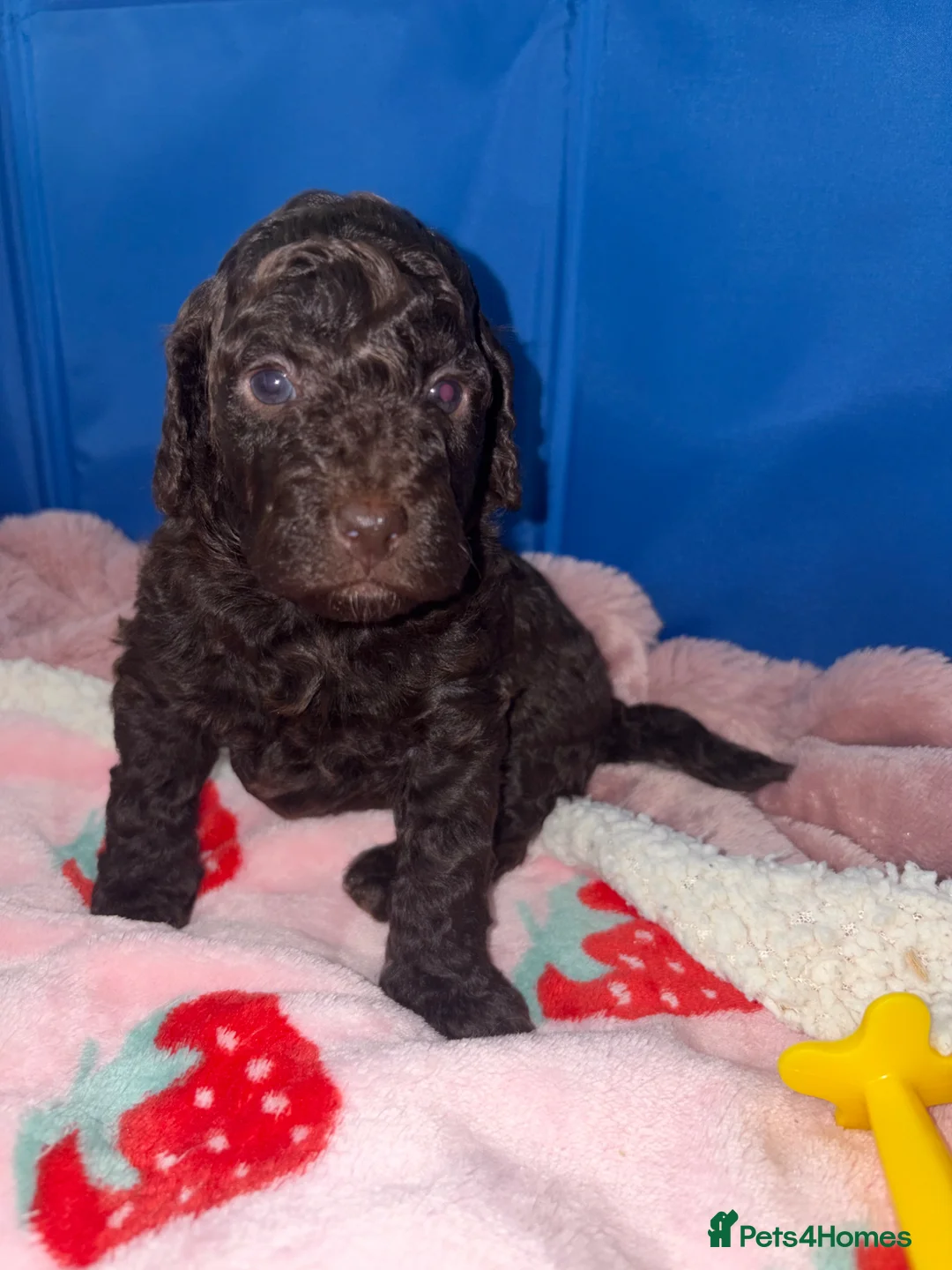 Cockapoo dogs for sale: 1 beautiful F1b darling girl ready to leave  - Advert 24
