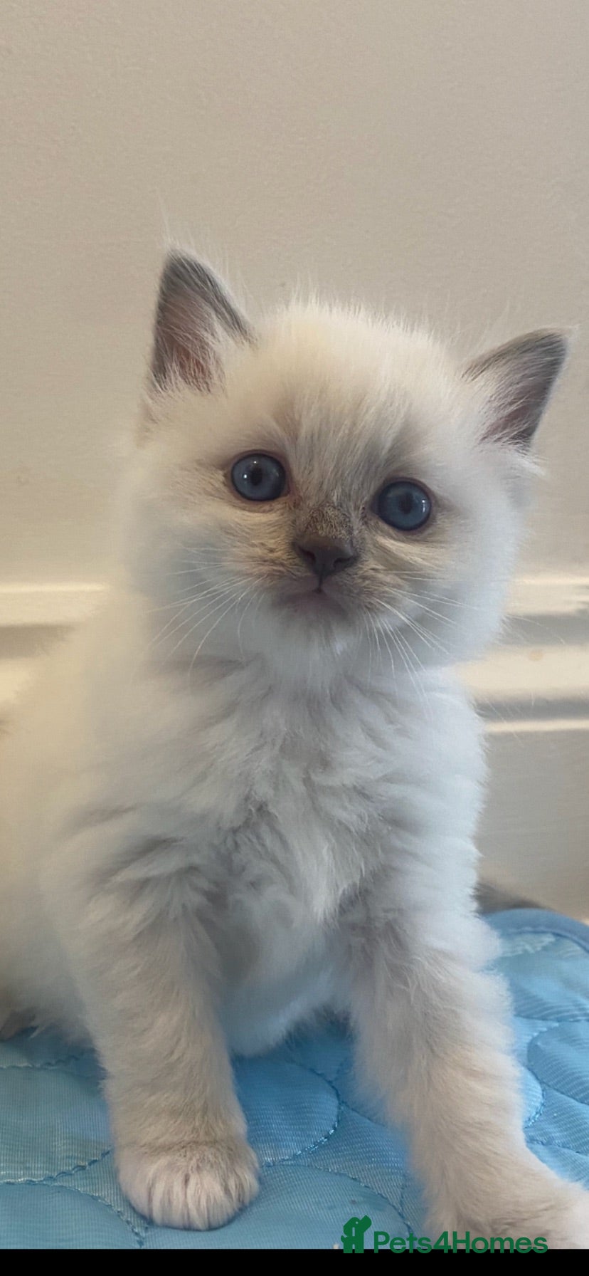 Ragdoll cats Beautiful Ragdolls  - Advert 3