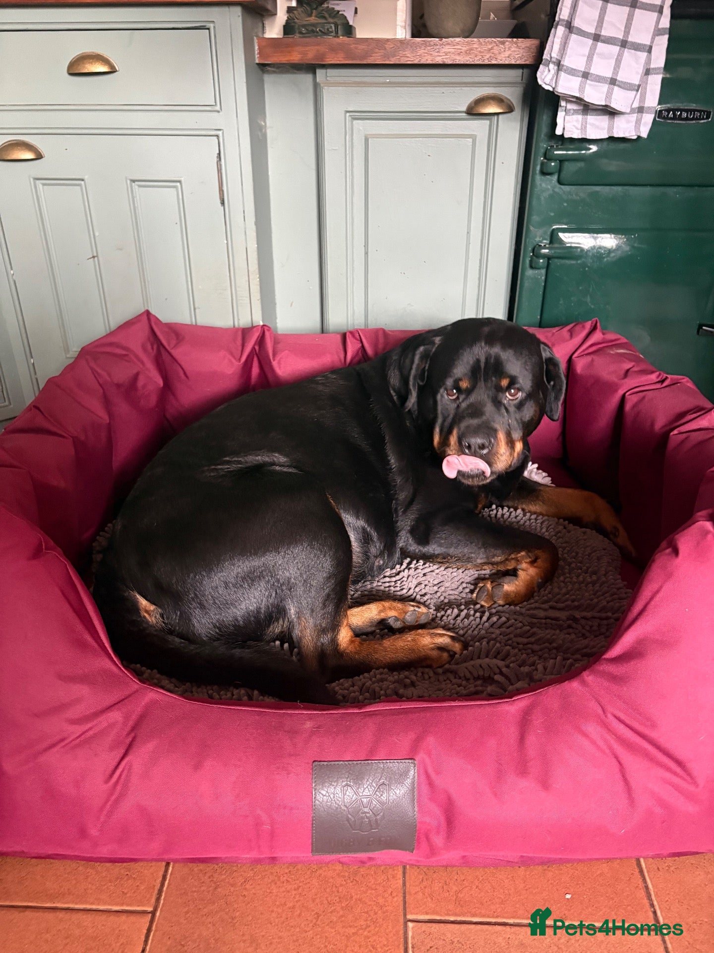 Mixed Breed dogs for sale: Rotty Lurcher  - Advert 1