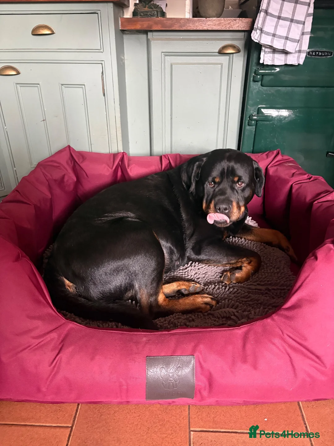 Mixed Breed dogs for sale: Rotty Lurcher  - Advert 1