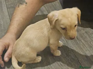 Mixed Breed dogs Terrier cross dachshund - Advert 12