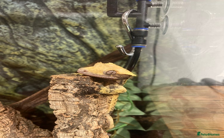 Gecko reptiles - Advert 1