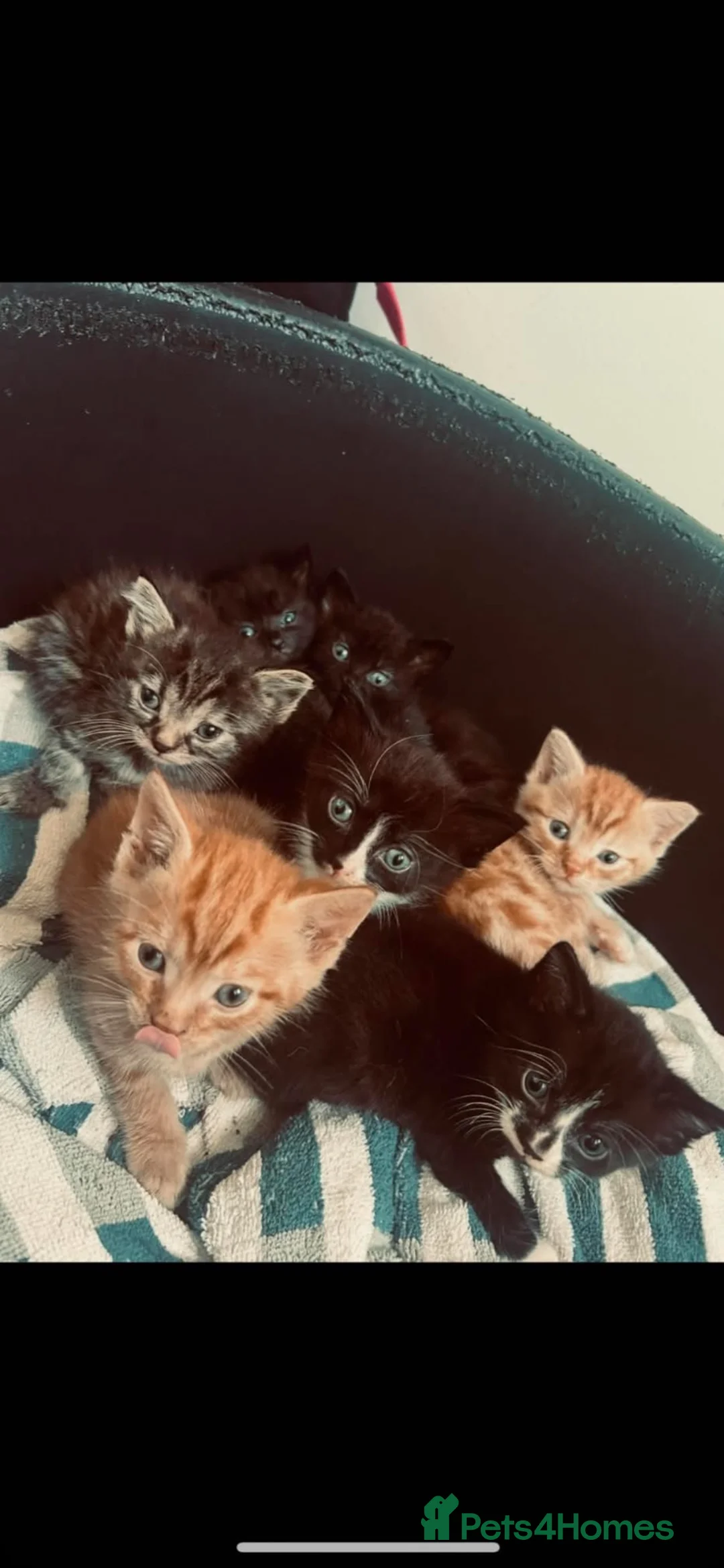Mixed Breed cats for sale: 2 beautiful female kittens  - Advert 1