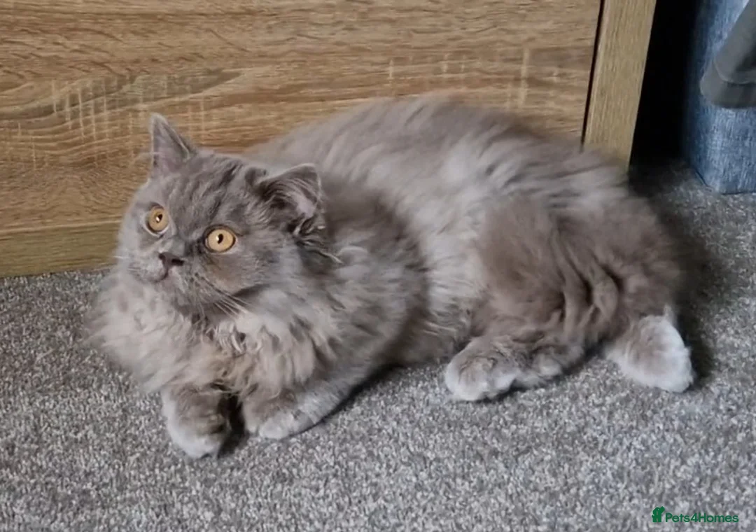 British Shorthair cats for sale: Lilac British Longhair boy kitten - Advert 3