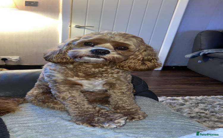 Cockapoo dogs Chester our F1 Proven cockapoo in Barnsley - Advert 13