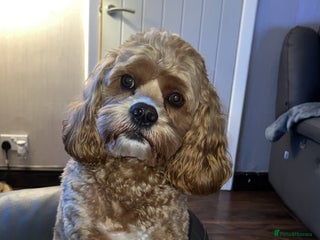 Cockapoo dogs Chester our F1 Proven cockapoo in Barnsley - Advert 19