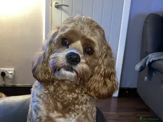 Cockapoo dogs Chester our F1 Proven cockapoo in Barnsley - Advert 23