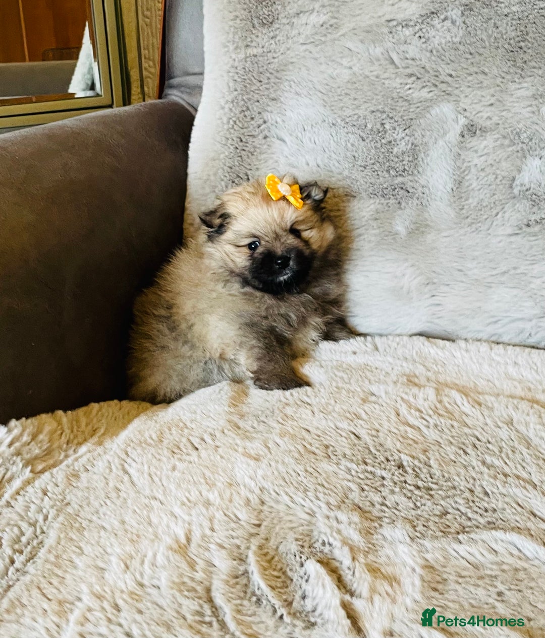 Pomeranian dogs for sale: 💕 Ready now! 1 KC Teddy Bear girl left 💕 - Advert 5