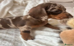 Miniature Dachshund dogs for sale: Miniature dachshunds - Image 4