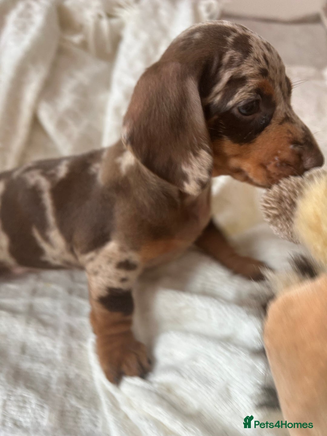 Miniature Dachshund dogs for sale: Miniature dachshunds - Image 4