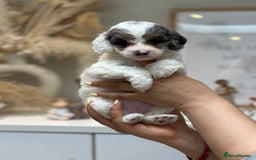 Cavapoo dogs for stud: Premium Cavapoo Chocolate Phantom Parti Stud  in Rickmansworth - Image 24