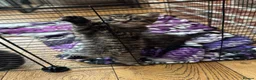 British Shorthair cats for sale: 2 tabby females - Advert 5