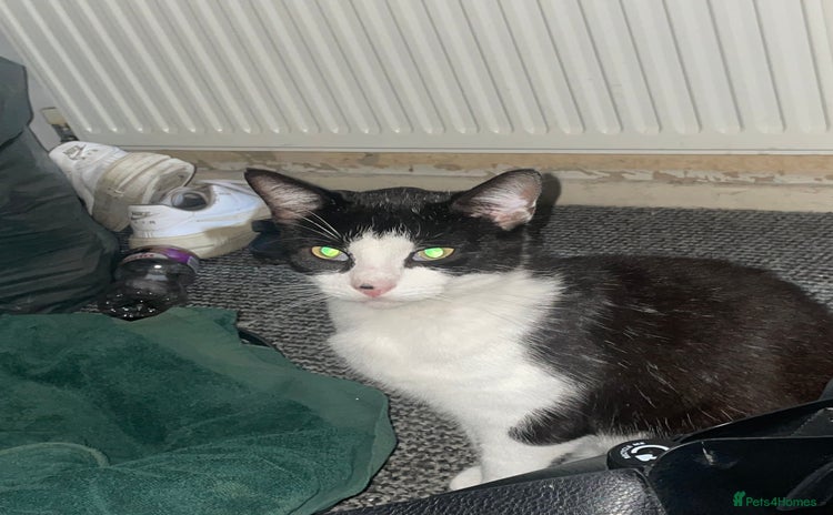 Mixed Breed cats - Advert 5