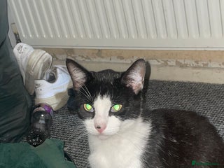 Mixed Breed cats - Advert 8