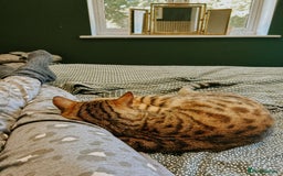 Bengal cats for sale: Bengal  - Image 9