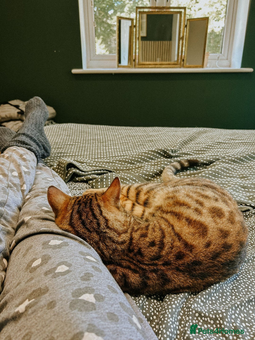 Bengal cats for sale: Bengal  - Image 9