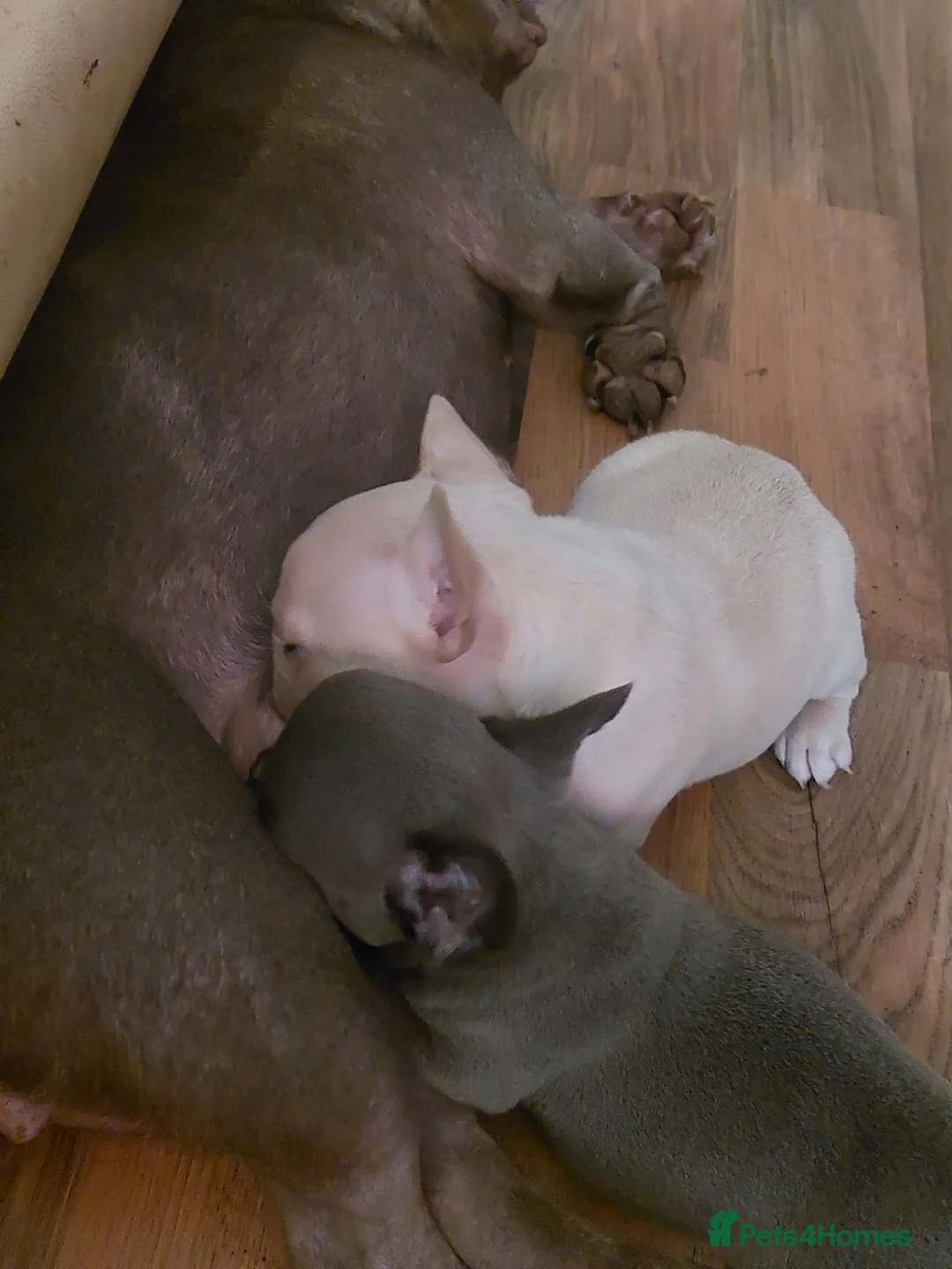 French Bulldog dogs for sale: French bulldog puppies in Peterlee - Advert 9