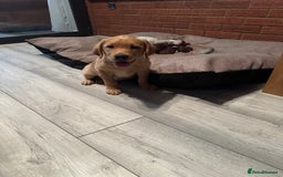 Labrador Retriever dogs for sale: Ready to leave! Beautiful KC Fox Red Labrador Girl - Image 5