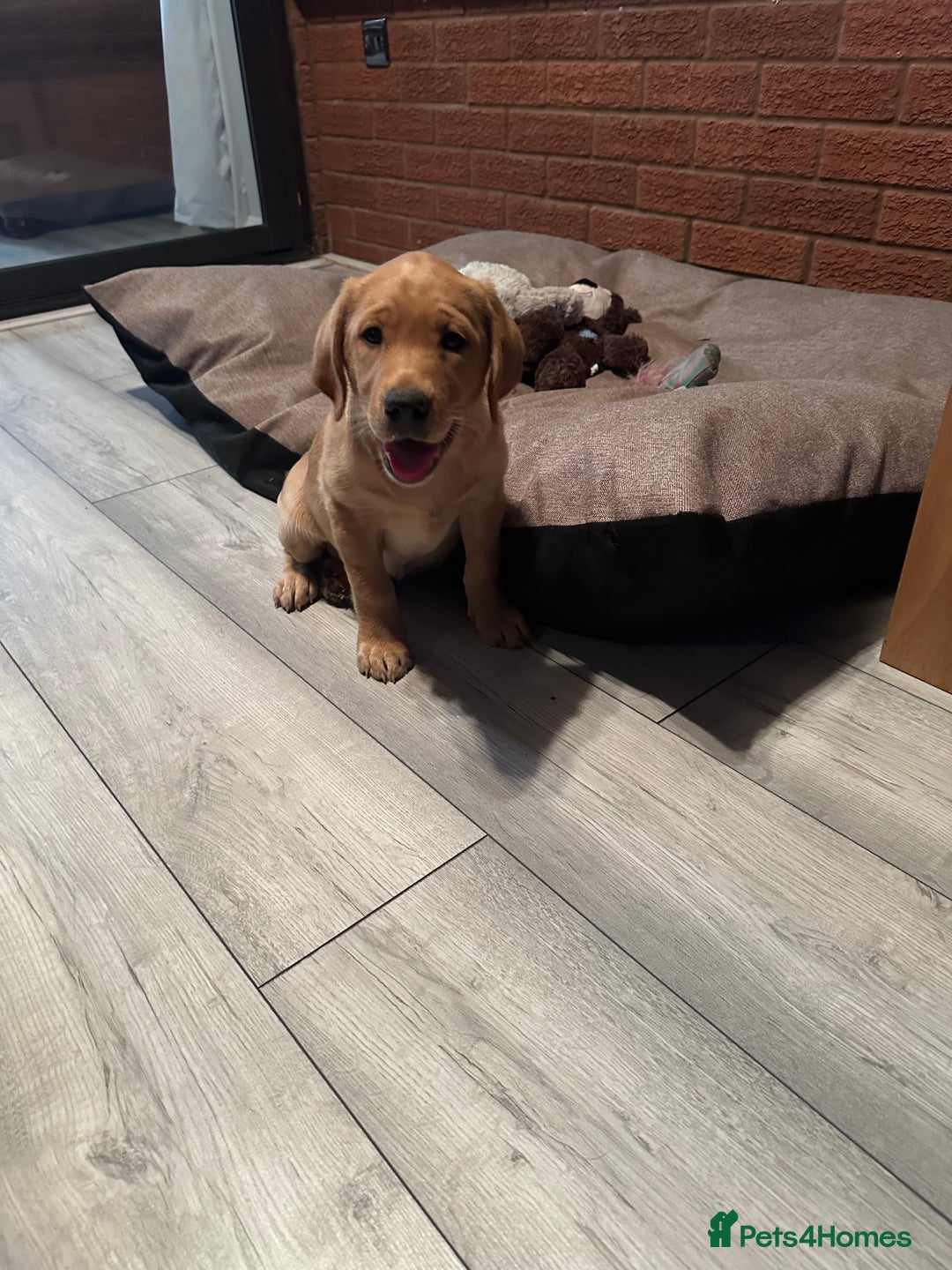 Labrador Retriever dogs for sale: Ready to leave! Beautiful KC Fox Red Labrador Girl - Image 5